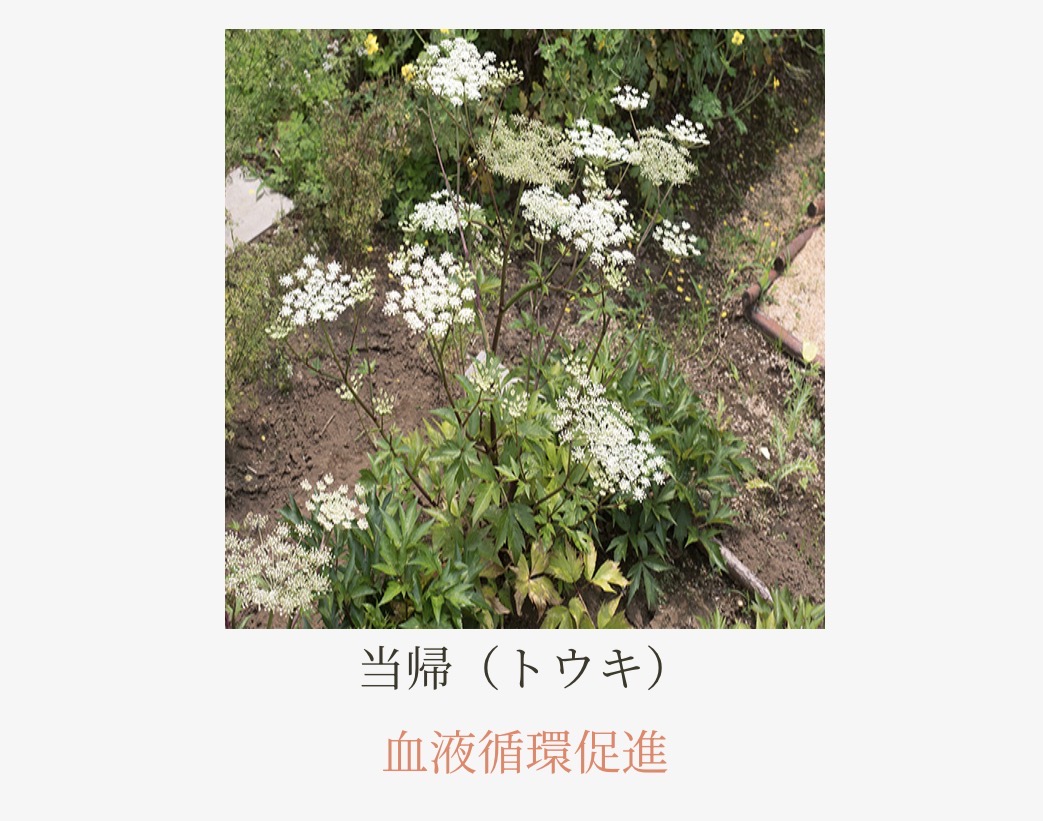 生薬成分1